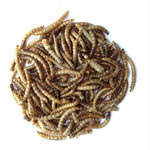 Gibb of Galston - Mealworms