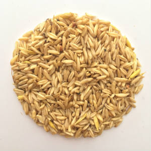 Groats (naked oats) 1.5kg