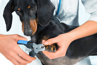 Nail Trim